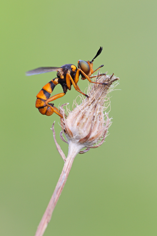 Conops vitellinus?